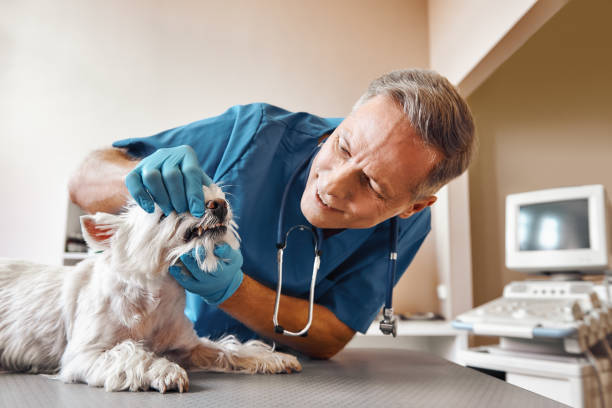 Best Emergency Dental Care for Broken or Chipped Teeth in Fairfield, OH